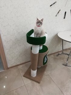 Своими руками