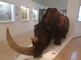 Край мой любимый 