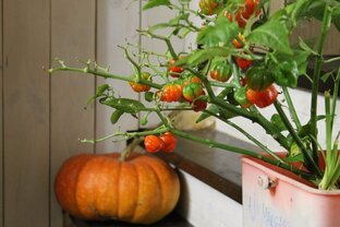 Остренькое..