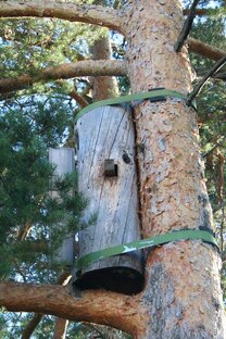 Из жизни пчел