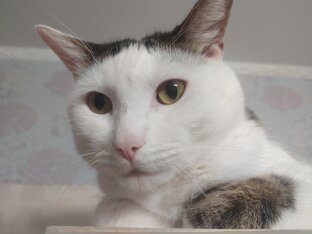 Вредные привычки котиков
