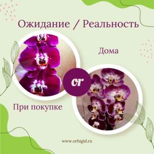 Ожидание / Реальность