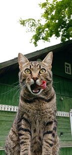 Наша дружная семья котеек😻💕