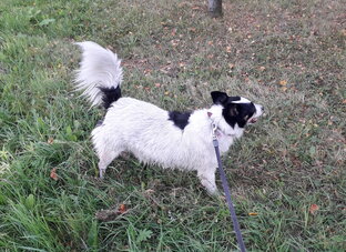 Пойми собаку