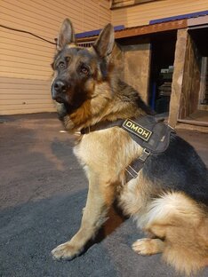 Четвероногие солдаты