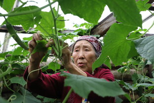 Что растет на севере