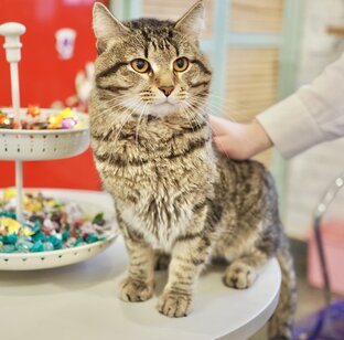 Как помочь Котобюро? 