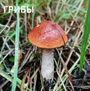 Грибы