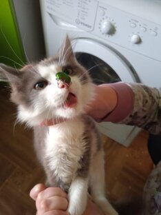 Короткое видео