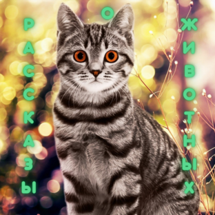 Рассказы о животных