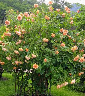 Розовый 🍥 куст! 