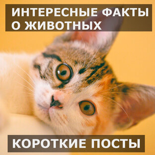 Интересные факты о животных