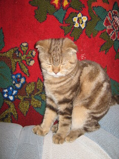 Всё обо всём