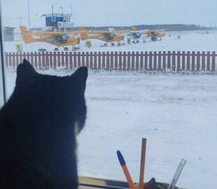 Суета над землей