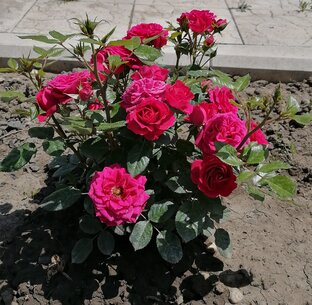 Деревенские истории