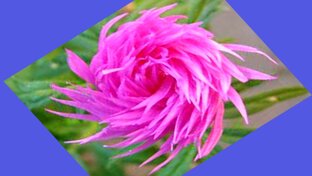 Цветочные тесты