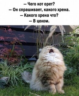 - Чего Кот орёт?