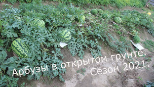 Арбузы в открытом грунте. Нижегородская область. Сезон 2021.