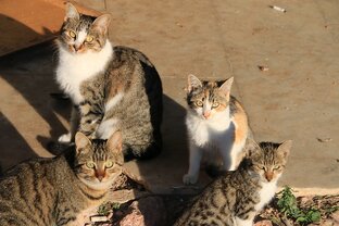 Для подписчиков Бати КОТа