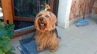 Истории про йорка Мону