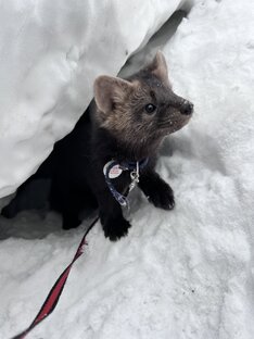 Соболь Алиса🐾
