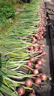 Сад- огород