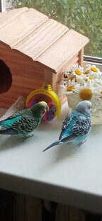 Очень вкусно и полезно 🦜🦜