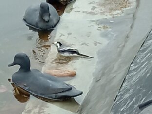 Сад, огород, пруд