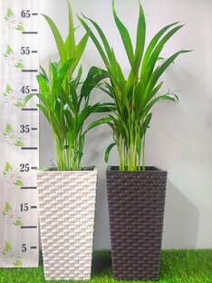 Домашните пальмы Челябинск