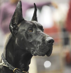 Породы собак