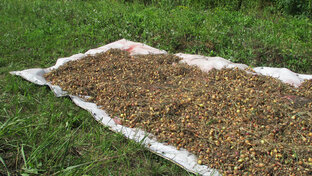 Выращивание лука севка.