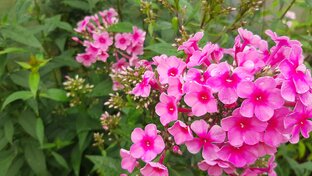 Цветы садовые