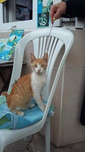 Такие разные котейки.