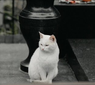 Архангельское