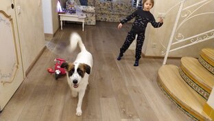 Любимые и интересные животные