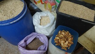 Содержание коз. Мой опыт козоводства