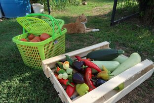 Урожай будет отменным