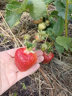 Дела клубничные