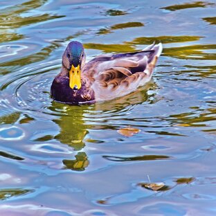 Утиные истории