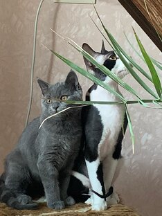 Про котиков
