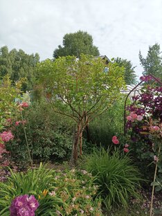 Декоративные кустарники