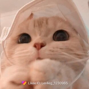 Крутой котик 😻😻