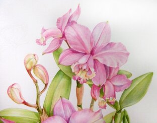 Интересные факты про природу и растения