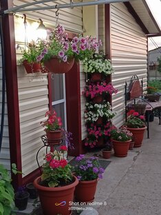 Природа, сад, цветы