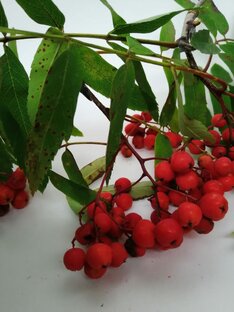Дневник 