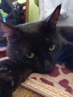 Кот Шустрик