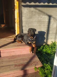 Мои любимчики