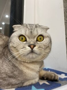 Домашние животные