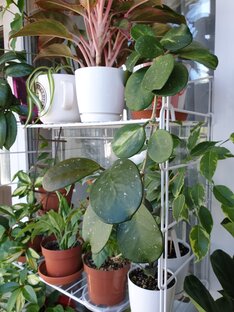 Моя коллекция 