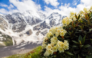 Приэльбрусье